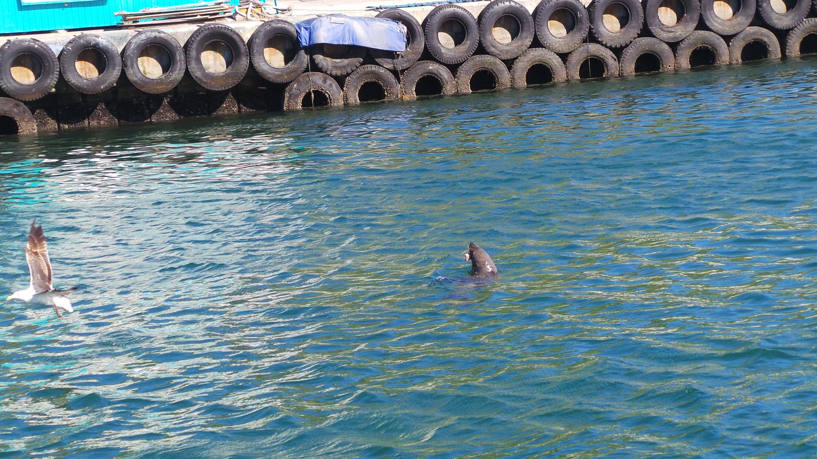 Seal Watching09